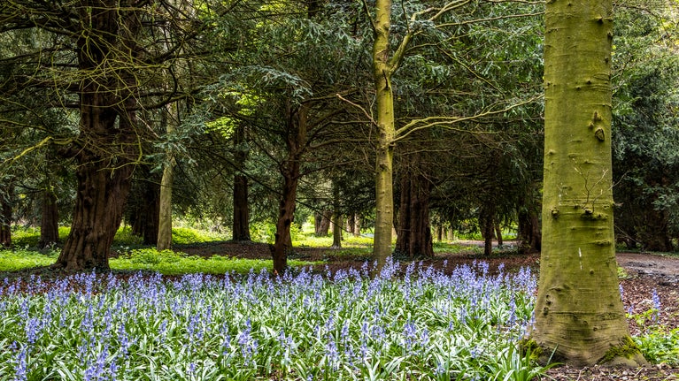 Bluebells in the woodland walk beside the path at West Wycombe Park